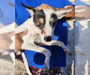 Chihuahua-Unknown Mix Dogs for adoption in San Antonio, TX, USA