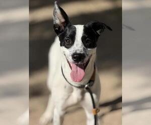 Feist Terrier-Unknown Mix Dogs for adoption in West Valley, UT, USA