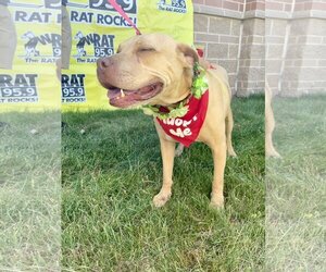 Medium Photo #38 Mutt Puppy For Sale in Oakhurst, NJ, USA