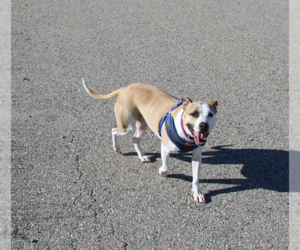 Bullboxer Pit Dogs for adoption in Chama, NM, USA