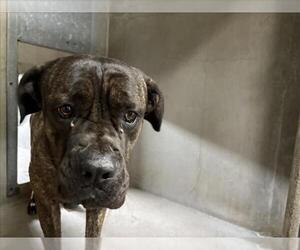Mutt Dogs for adoption in San Bernardino, CA, USA