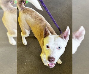 Siberian Husky-Unknown Mix Dogs for adoption in Forestville, MD, USA