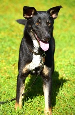 Medium Photo #1 Doberman Pinscher-German Shepherd Dog Mix Puppy For Sale in Penngrove, CA, USA