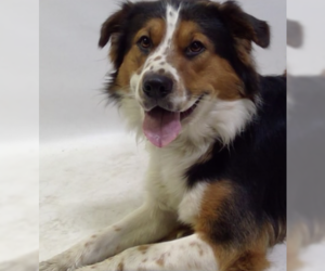 Australian Shepherd-Collie Mix Dogs for adoption in Dana Point, CA, USA