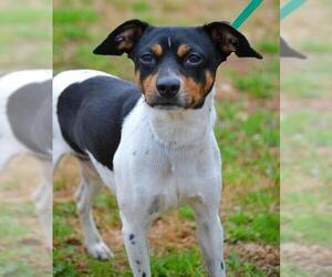 Rat Terrier-Unknown Mix Dogs for adoption in Tuscumbia, AL, USA