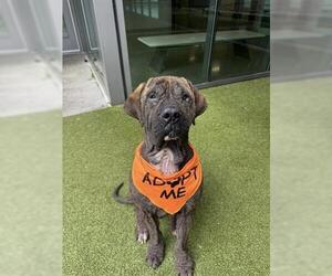 Neapolitan Mastiff Dogs for adoption in San Martin, CA, USA