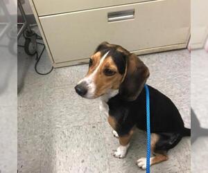 Beagle Dogs for adoption in St Louis, MO, USA