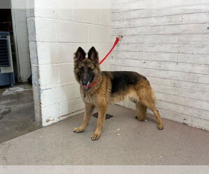 German Shepherd Dog Dogs for adoption in San Bernardino, CA, USA