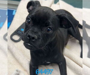 Pug-Unknown Mix Dogs for adoption in Chico, CA, USA