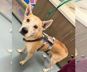 Carolina Dog-German Shepherd Dog Mix Dogs for adoption in Baytown, TX, USA