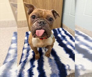 Bulldog-Unknown Mix Dogs for adoption in Fort Collins, CO, USA