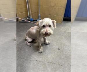 Lhasa Apso-Unknown Mix Dogs for adoption in Stockton, CA, USA