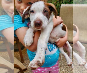 German Shorthaired Lab Dogs for adoption in Lakewood, CO, USA
