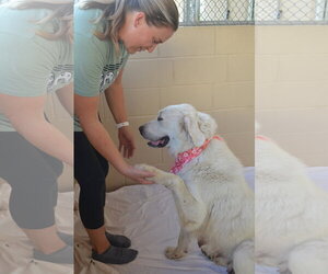Great Pyrenees-Unknown Mix Dogs for adoption in McKinney, TX, USA