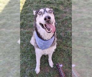 Siberian Husky Dogs for adoption in Bakersfield, CA, USA