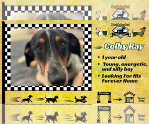 Dachshund-Unknown Mix Dogs for adoption in San Antonio, TX, USA