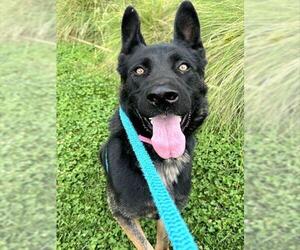 German Shepherd Dog Dogs for adoption in Sacramento, CA, USA