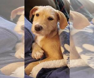 Airedale Terrier Dogs for adoption in Newport, KY, USA