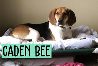 Treeing Walker Coonhound Dogs for adoption in Mooresville, IN, USA