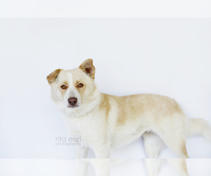 Mutt Dogs for adoption in Canyon Country, CA, USA