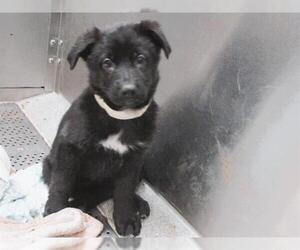 Shepradors Dogs for adoption in Orange, CA, USA