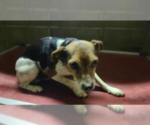 Jack Russell Terrier Dogs for adoption in Kendallville, IN, USA