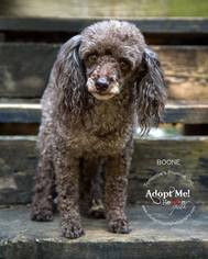 Poodle (Toy) Dogs for adoption in Middletown, MD, USA