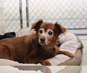 Chihuahua Dogs for adoption in Petaluma, CA, USA