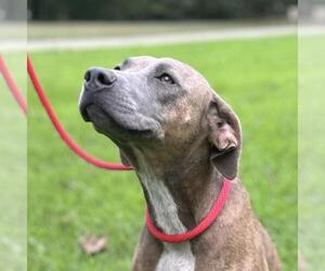 Plott Hound-Unknown Mix Dogs for adoption in Yardley, PA, USA