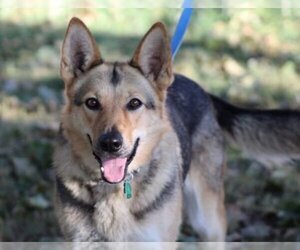 German Shepherd Dog Dogs for adoption in Mt. Airy, MD, USA