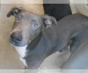 Doberman Pinscher-Labrador Retriever Mix Dogs for adoption in Orange, CA, USA