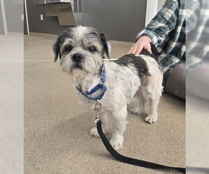 Lhasa Apso-Unknown Mix Dogs for adoption in Oskaloosa, IA, USA