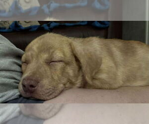 Plott Hound-Unknown Mix Dogs for adoption in Wyoming, MI, USA