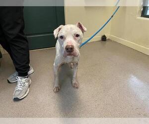 Staffordshire Bull Terrier-Unknown Mix Dogs for adoption in Pasadena, CA, USA