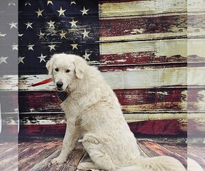 Small Great Pyrenees