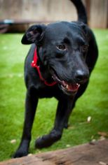 Small Labrador Retriever Mix