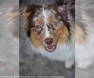 Australian Shepherd Dogs for adoption in Anchorage, AK, USA