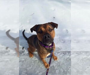 American Pit Bull Terrier-Unknown Mix Dogs for adoption in Gloversville, NY, USA