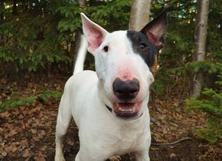 Medium Photo #1 Bull Terrier Puppy For Sale in Anchorage, AK, USA