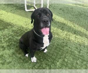 Mutt Dogs for adoption in Pasadena, CA, USA