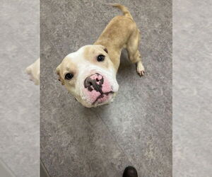 American Pit Bull Terrier Dogs for adoption in Saginaw, MI, USA