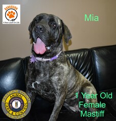 Mastiff Dogs for adoption in Nicholasville, KY, USA