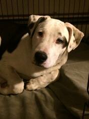 Staffordshire Bull Terrier-Unknown Mix Dogs for adoption in Littleton, CO, USA