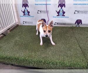 Chihuahua-Unknown Mix Dogs for adoption in Orlando, FL, USA