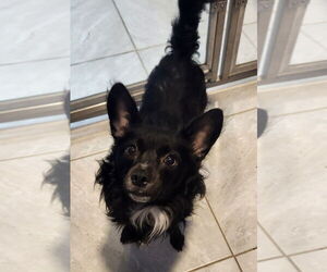 Chihuahua-Unknown Mix Dogs for adoption in Walnutport, PA, USA