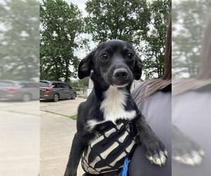 Chihuahua Dogs for adoption in Houston, TX, USA