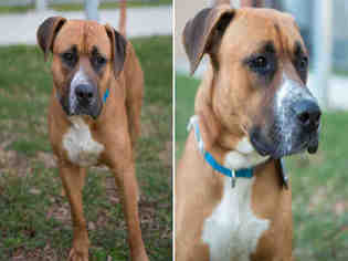 Black Mouth Cur Dogs for adoption in Houston, TX, USA