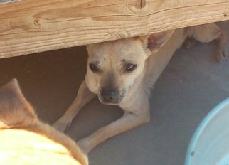 Chihuahua Dogs for adoption in Apple Valley, CA, USA