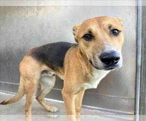 German Shepherd Dog Dogs for adoption in San Bernardino, CA, USA