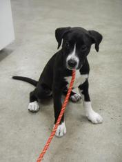 Labrador Retriever-Unknown Mix Dogs for adoption in Hutchinson, KS, USA